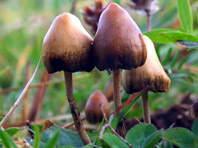 Галлюциногенные грибы выходят в правовое поле