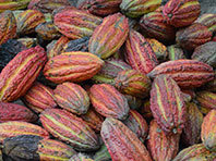 Скорлупа какао-бобов скрывает уникальные лечебные вещества