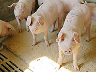 Свиней превратят в инкубаторы для человеческих органов