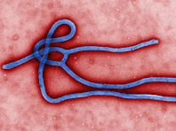 Стартуют испытания новой вакцины против лихорадки Эбола