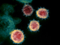 Ученые поняли, что помогает коронавирусу заражать клетки тела