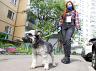 Собаки с прогулки могут принести в дом коронавирус, предупреждает эксперт