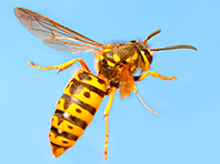 В яде осы обнаружено спасение от самых стойких бактериальных инфекций