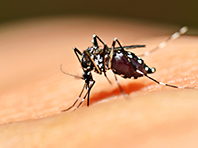 Эпидемиологи нашли спасение от лихорадки денге
