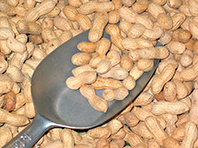 Вареный арахис - спасение от смертельно опасной аллергии