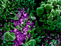 В Калифорнии был выявлен новый коронавирус-мутант