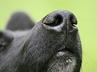 Инженеры создали чувствительный сенсор, заменяющий собачий нос