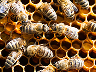 Исследователи хотят использовать пчел для поиска людей с COVID-19